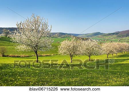 Stock Photograph - Landscape in spring with blossoming cherry trees, meadow with primroses (Primula veris), near Witzenhausen, Hesse, Germany, Europe. Fotosearch