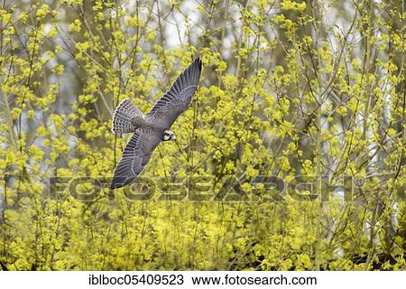Stock Image - Lanner falcon (Falco biarmicus), Lower Saxony, Germany, Europe. Fotosearch