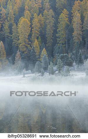Stock Image - Larch and spruce forest on Lake Stazersee, Switzerland, Europe. Fotosearch