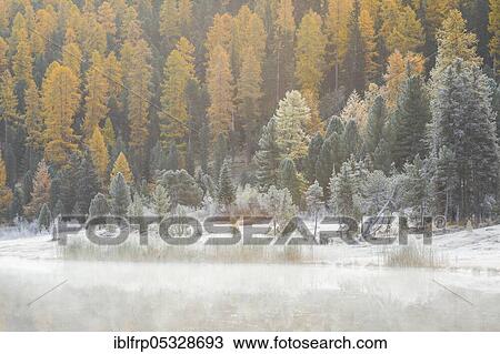 Larch and spruce forest on Lake Stazersee, Switzerland, Europe View Large Photo Image Stock Image - Larch and spruce forest on Lake Stazersee, Switzerland, Europe. Fotosearch