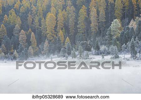 Stock Photo - Larch and spruce forest on Lake Stazersee, Switzerland, Europe. Fotosearch