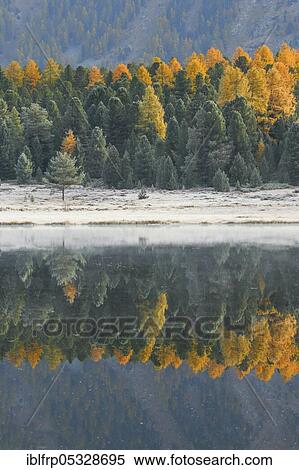 Stock Photography - Larch and spruce forest on Lake Stazersee, Switzerland, Europe. Fotosearch