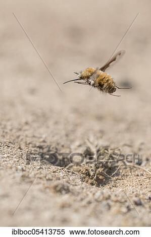 Large bee fly (Bombylius major), Hannover, Lower Saxony, Germany, Europe View Large Photo Image Stock Photography - Large bee fly (Bombylius major), Hannover, Lower Saxony, Germany, Europe. Fotosearch
