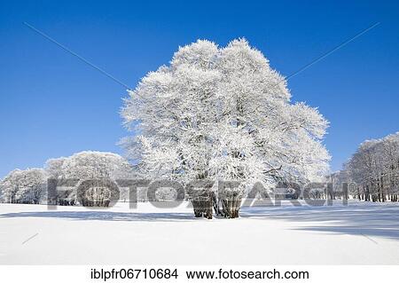 Picture - Large beech tree covered with deep snow under blue sky in Neuchâtel Jura, Switzerland, Europe. Fotosearch
