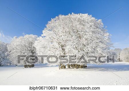 Large beech tree covered with deep snow under blue sky in Neuchâtel Jura, Switzerland, Europe View Large Photo Image Stock Image - Large beech tree covered with deep snow under blue sky in Neuchâtel Jura, Switzerland, Europe. Fotosearch