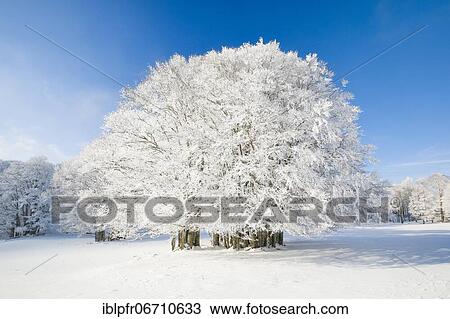 Large beech tree covered with deep snow under blue sky in Neuchâtel Jura, Switzerland, Europe View Large Photo Image Stock Image - Large beech tree covered with deep snow under blue sky in Neuchâtel Jura, Switzerland, Europe. Fotosearch