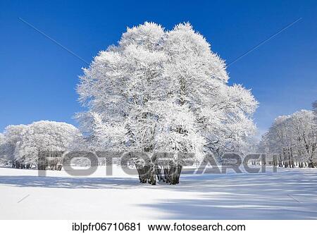 Stock Image - Large beech tree covered with deep snow under blue sky in Neuchâtel Jura, Switzerland, Europe. Fotosearch