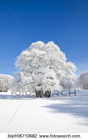 Stock Image - Large beech tree covered with deep snow under blue sky in Neuchâtel Jura, Switzerland, Europe. Fotosearch