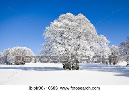 Large beech tree covered with deep snow under blue sky in Neuchâtel Jura, Switzerland, Europe View Large Photo Image Stock Image - Large beech tree covered with deep snow under blue sky in Neuchâtel Jura, Switzerland, Europe. Fotosearch