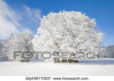 Stock Photo - Large beech tree covered with deep snow under blue sky in Neuchâtel Jura, Switzerland, Europe. Fotosearch