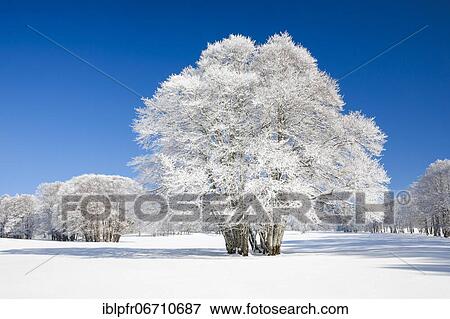 Stock Photo - Large beech tree covered with deep snow under blue sky in Neuchâtel Jura, Switzerland, Europe. Fotosearch
