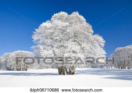 Large beech tree covered with deep snow under blue sky in Neuchâtel Jura, Switzerland, Europe View Large Photo Image Stock Photograph - Large beech tree covered with deep snow under blue sky in Neuchâtel Jura, Switzerland, Europe. Fotosearch