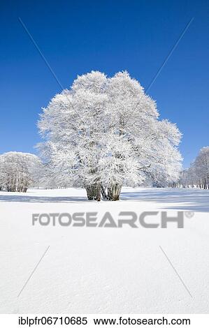 Stock Photography - Large beech tree covered with deep snow under blue sky in Neuchâtel Jura, Switzerland, Europe. Fotosearch