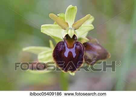 Large spiderwort, Riedenburg, Bavaria (Ophrys sphegodes), Germany, Europe View Large Photo Image Stock Photograph - Large spiderwort, Riedenburg, Bavaria (Ophrys sphegodes), Germany, Europe. Fotosearch
