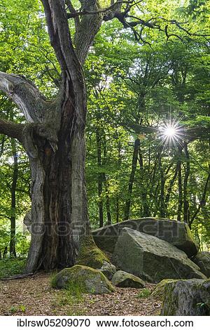 Stock Image - Large stone grave, Heide sacrificial table, ca. 3400 B. C., Baeken of Endeler and Holzhauser Heide, Visbek, Lower Saxony, Germany, Europe. Fotosearch