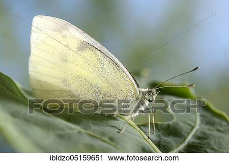 Large White (Pieris brassicae) View Large Photo Image Stock Image - Large White (Pieris brassicae). Fotosearch