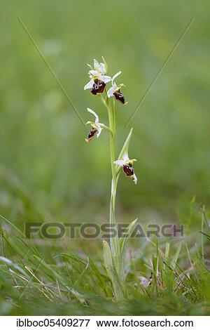 Stock Photo - Late spider-orchid (Ophrys holoserica), Dingolfing, Bavaria, Germany, Europe. Fotosearch