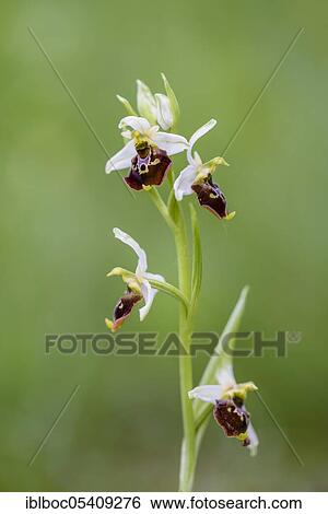 Late spider-orchid (Ophrys holoserica), Dingolfing, Bavaria, Germany, Europe View Large Photo Image Stock Photograph - Late spider-orchid (Ophrys holoserica), Dingolfing, Bavaria, Germany, Europe. Fotosearch