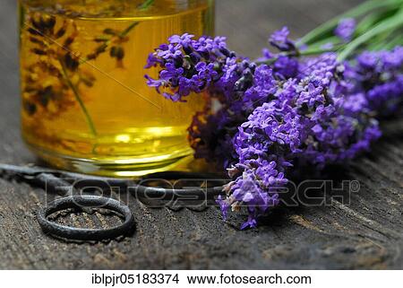 Lavender oil, Lavender oil ( Lavandula angustifolia), Oil View Large Photo Image Picture - Lavender oil, Lavender oil ( Lavandula angustifolia), Oil. Fotosearch