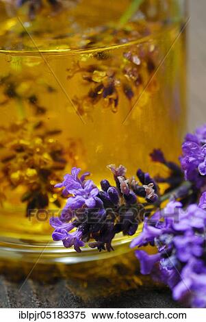 Lavender oil, Lavender oil ( Lavandula angustifolia), Oil View Large Photo Image Stock Photography - Lavender oil, Lavender oil ( Lavandula angustifolia), Oil. Fotosearch