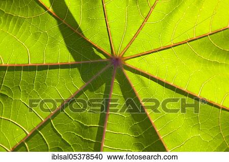 Stock Image - Leaf of miracle tree (Ricinus communis). Fotosearch