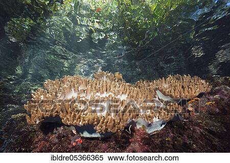Stock Photography - Leather coral (Sinularia) on reef top, Marovo Lagoon, Solomon Islands, Oceania. Fotosearch