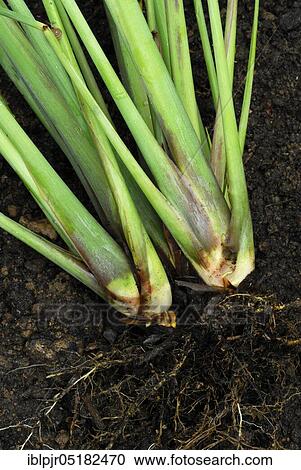 Stock Image - Lemongrass (Cymbopogon citratus). Fotosearch