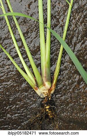 Lemongrass (Cymbopogon citratus) View Large Photo Image Stock Image - Lemongrass (Cymbopogon citratus). Fotosearch