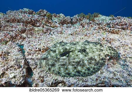 Leopard Butt, Bothus leopardinus, San Benedicto, Revillagigedo Islands, Mexico, Central America View Large Photo Image Stock Photo - Leopard Butt, Bothus leopardinus, San Benedicto, Revillagigedo Islands, Mexico, Central America. Fotosearch