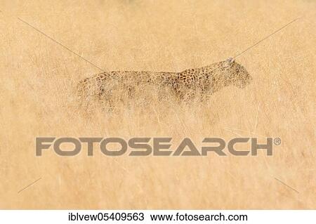 Stock Image - Leopard (Panthera pardus) Savuti, Chobe National Park, Botswana, Africa. Fotosearch