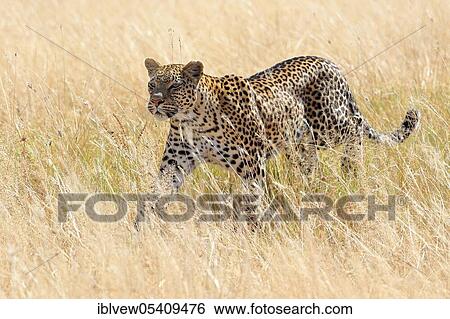 Leopard (Panthera pardus) Savuti, Chobe National Park, Botswana, Africa View Large Photo Image Stock Photograph - Leopard (Panthera pardus) Savuti, Chobe National Park, Botswana, Africa. Fotosearch