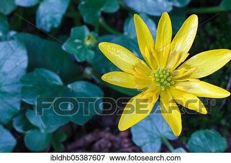 Stock Photo - Lesser celandine (Ficaria verna), Ahrensburg, Schleswig-Holstein, Germany, Europe. Fotosearch