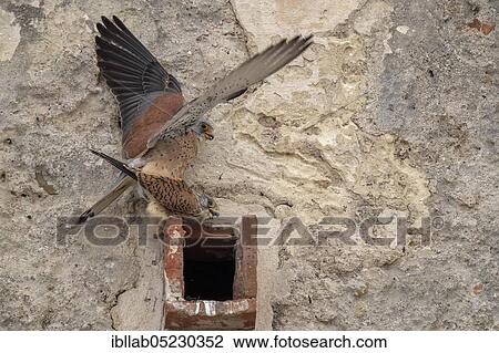 Lesser Kestrel (Falco naumanni), Andalusia, Spain, Europe View Large Photo Image Stock Image - Lesser Kestrel (Falco naumanni), Andalusia, Spain, Europe. Fotosearch