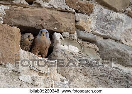 Lesser Kestrel (Falco naumanni), Andalusia, Spain, Europe View Large Photo Image Stock Photo - Lesser Kestrel (Falco naumanni), Andalusia, Spain, Europe. Fotosearch