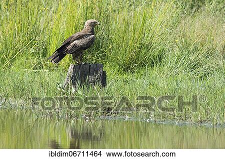 Picture - Lesser spotted eagle (Aquila pomarina) in a wetland, Brandenburg, Germany, Europe. Fotosearch