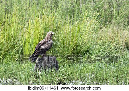 Lesser spotted eagle (Aquila pomarina) in a wetland, Brandenburg, Germany, Europe View Large Photo Image Stock Image - Lesser spotted eagle (Aquila pomarina) in a wetland, Brandenburg, Germany, Europe. Fotosearch