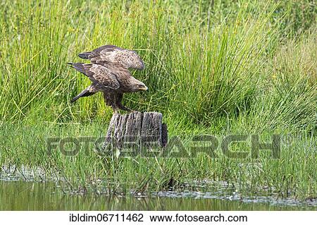 Lesser spotted eagle (Aquila pomarina) in a wetland, Brandenburg, Germany, Europe View Large Photo Image Stock Image - Lesser spotted eagle (Aquila pomarina) in a wetland, Brandenburg, Germany, Europe. Fotosearch