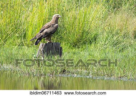Lesser spotted eagle (Aquila pomarina) in a wetland, Brandenburg, Germany, Europe View Large Photo Image Stock Image - Lesser spotted eagle (Aquila pomarina) in a wetland, Brandenburg, Germany, Europe. Fotosearch