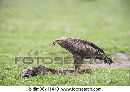 Lesser spotted eagle (Aquila pomarina) at Luderplatz, Brandenburg, Germany, Europe View Large Photo Image Stock Image - Lesser spotted eagle (Aquila pomarina) at Luderplatz, Brandenburg, Germany, Europe. Fotosearch