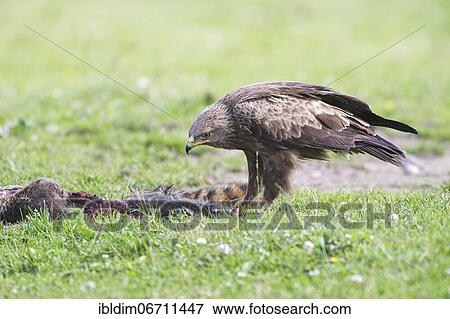 Lesser spotted eagle (Aquila pomarina) at Luderplatz, Brandenburg, Germany, Europe View Large Photo Image Stock Photo - Lesser spotted eagle (Aquila pomarina) at Luderplatz, Brandenburg, Germany, Europe. Fotosearch