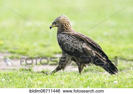 Lesser spotted eagle (Aquila pomarina) looking for food in meadow, Brandenburg, Germany, Europe View Large Photo Image Stock Photograph - Lesser spotted eagle (Aquila pomarina) looking for food in meadow, Brandenburg, Germany, Europe. Fotosearch