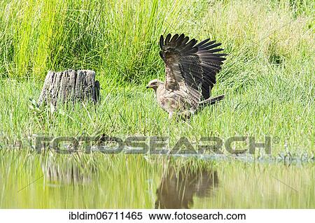 Lesser spotted eagle (Aquila pomarina) in a wetland, Brandenburg, Germany, Europe View Large Photo Image Stock Photography - Lesser spotted eagle (Aquila pomarina) in a wetland, Brandenburg, Germany, Europe. Fotosearch