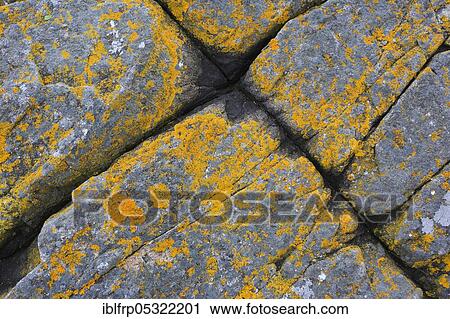 Stock Image - Lichens on rocks, Great Britain. Fotosearch