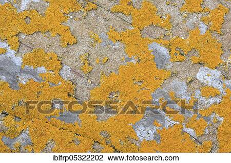 Stock Image - Lichens on rocks, Great Britain. Fotosearch