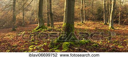 Light beech forest on log pile with moss in late autumn, Kellerwald-Edersee National Park, Hesse, Germany, Europe View Large Photo Image Stock Image - Light beech forest on log pile with moss in late autumn, Kellerwald-Edersee National Park, Hesse, Germany, Europe. Fotosearch