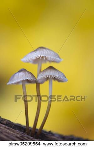 Picture - Lilac bonnet (Mycena pura) Lower Saxony, Germany, Europe. Fotosearch