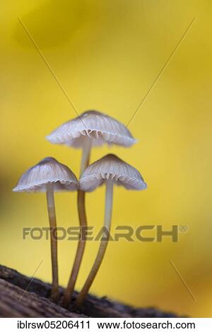 Lilac bonnet (Mycena pura) Lower Saxony, Germany, Europe View Large Photo Image Stock Image - Lilac bonnet (Mycena pura) Lower Saxony, Germany, Europe. Fotosearch
