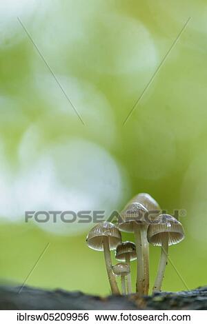 Lilac bonnet (Mycena pura) Lower Saxony, Germany, Europe View Large Photo Image Stock Photograph - Lilac bonnet (Mycena pura) Lower Saxony, Germany, Europe. Fotosearch