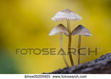 Lilac bonnet (Mycena pura) Lower Saxony, Germany, Europe View Large Photo Image Stock Photography - Lilac bonnet (Mycena pura) Lower Saxony, Germany, Europe. Fotosearch