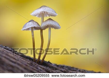 Lilac bonnet (Mycena pura) Lower Saxony, Germany, Europe View Large Photo Image Stock Photography - Lilac bonnet (Mycena pura) Lower Saxony, Germany, Europe. Fotosearch